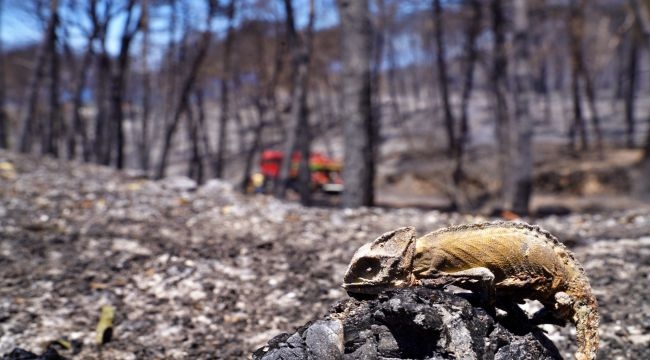 İzmir son 20 yılın en zorlu yazını geçirdi