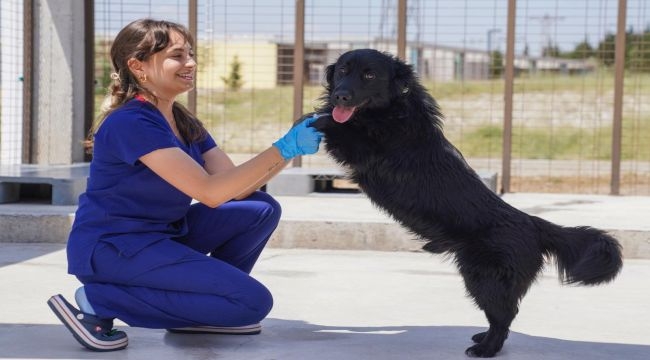 Barınaklardan Hayvan Sahiplenmek Çok Önemli