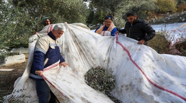 Buca'nın zeytinleri menüye girdi